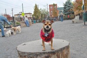 Passyunk-Dog-Park