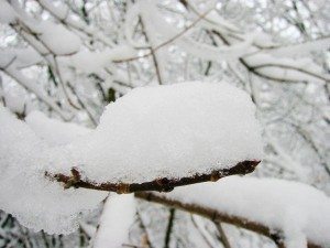 snowy-branch-300x225